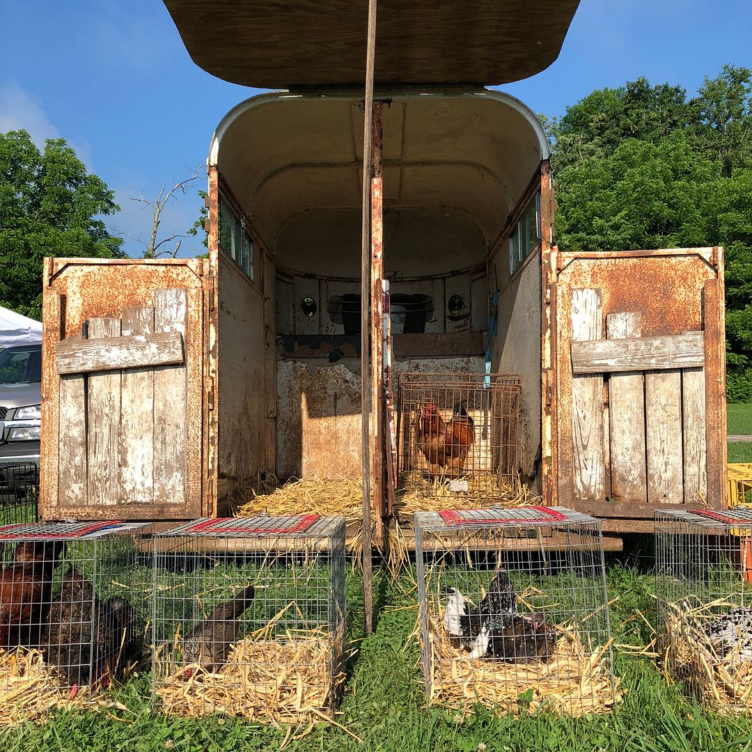 Uniquely Kentucky Lawrenceburg Chicken Swap